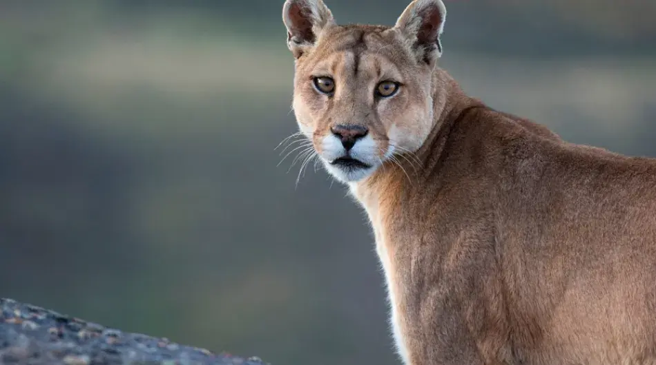 Estancia Cerro Guido Wild Cougar