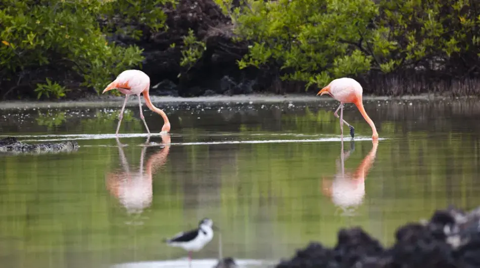 Flamingos, Bachas Beach