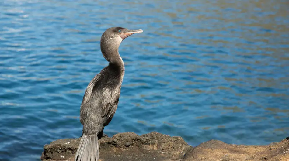 Cormorant, Tagus Cove in the Galapagos Islands 