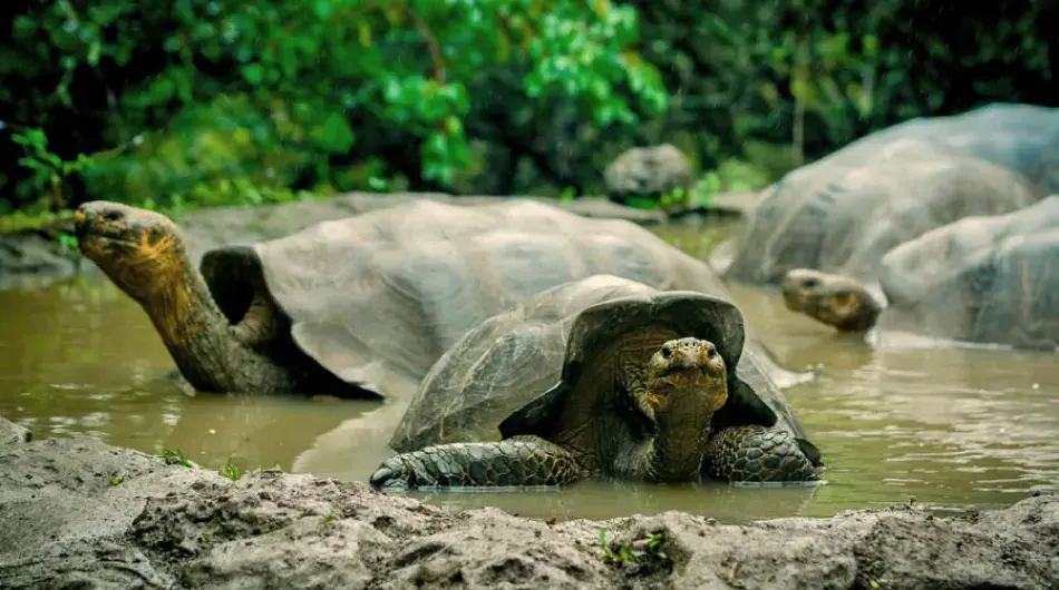 Giant Tortoises in San Cristobal, Galapagos Islands 