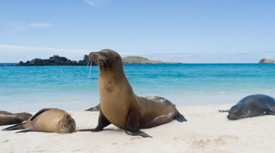 Sea Lions on the beach in the Galapagos Islands