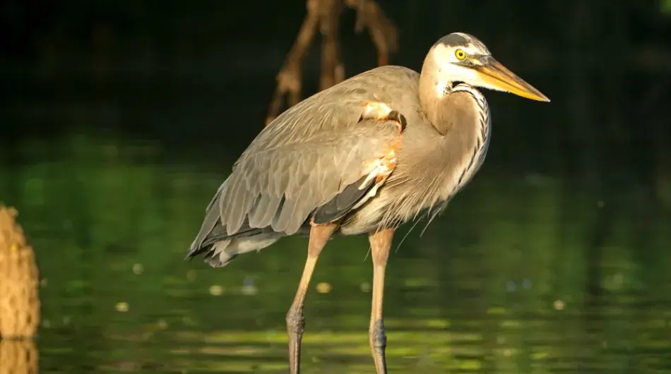 Great Blue Heron, Baltra, Galapagos Islands 