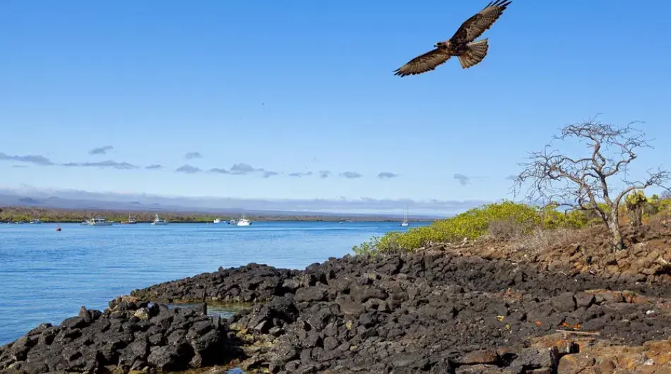 Hawk, Galapagos