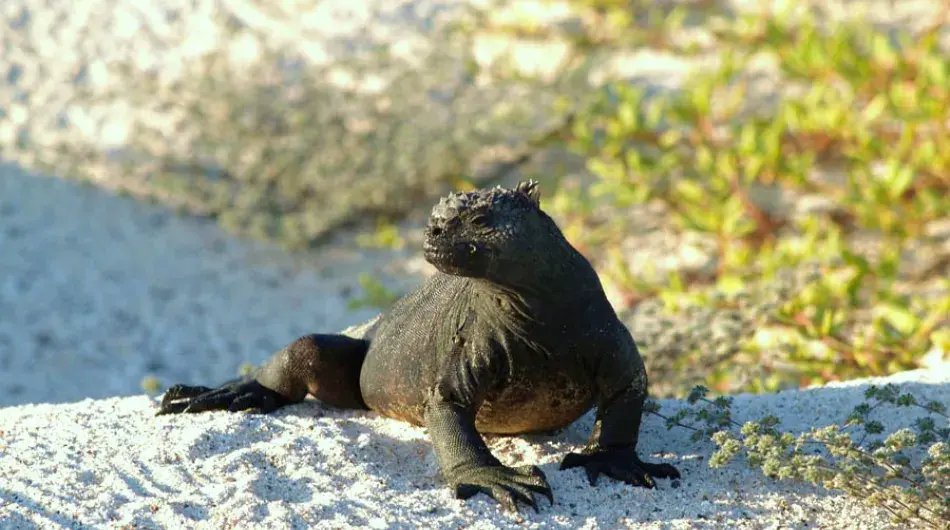 Marine Iguana, Santa Cruz, Galapagos