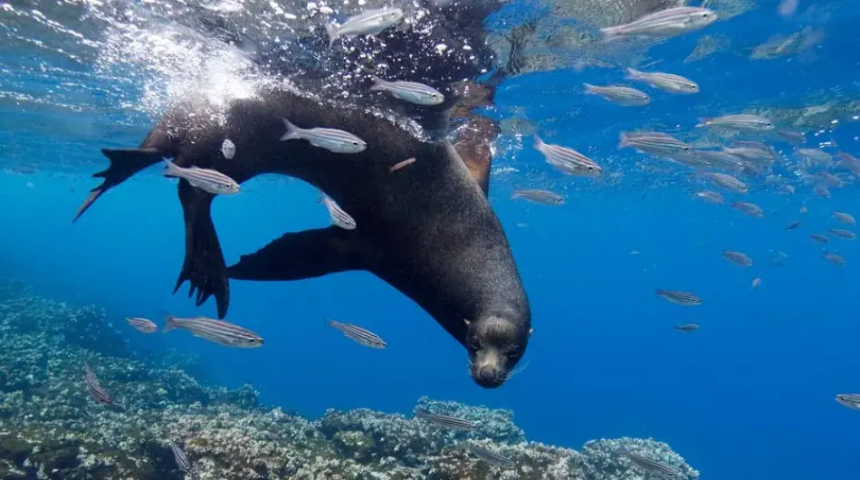 Sea Lion, Floreana Island, Galapagos
