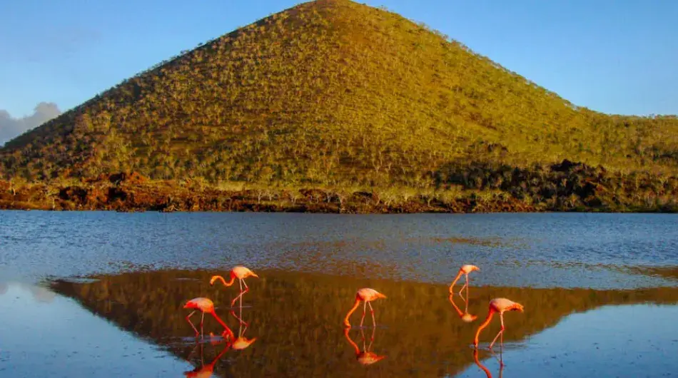 Cormorant point flamingos