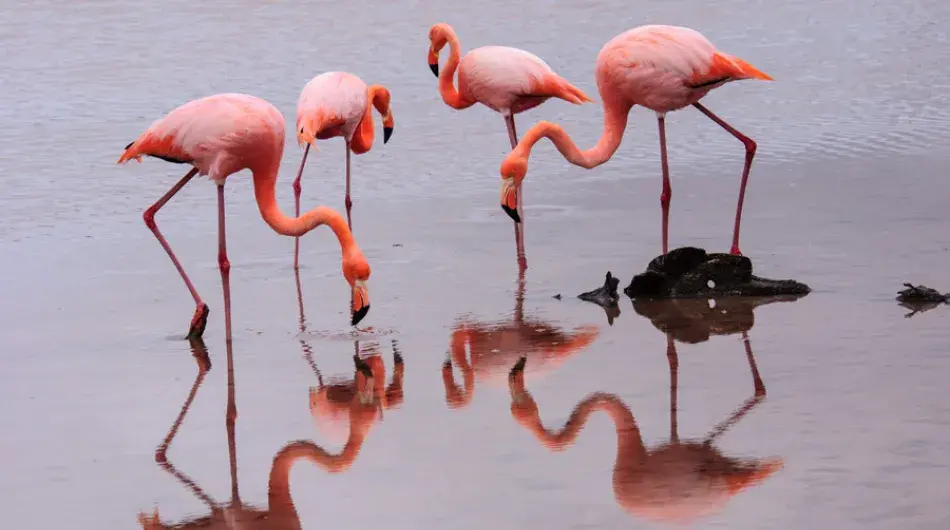 Pink flamingo feeding in Floreana