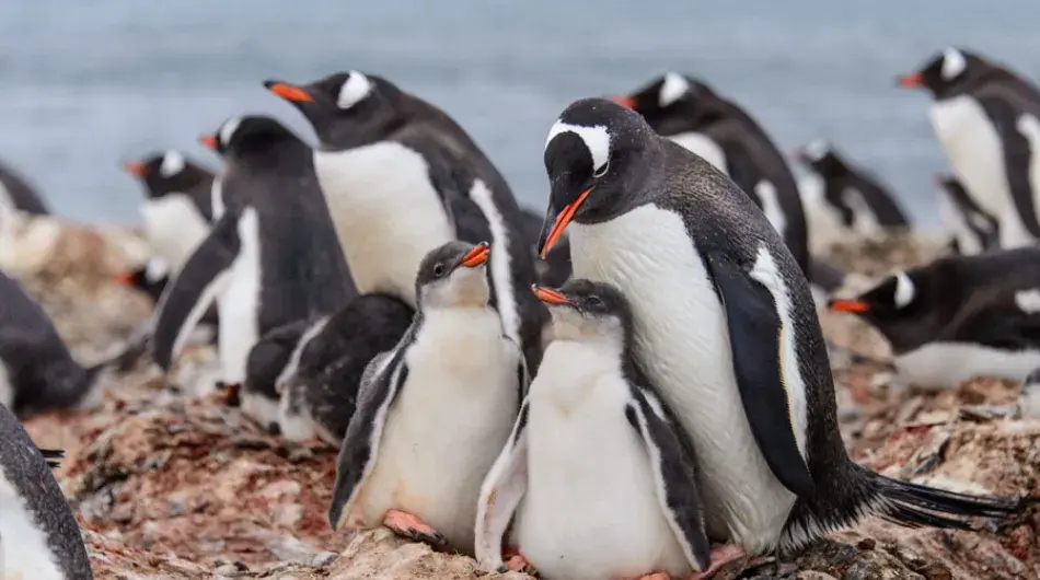 Gentoo Penguin Family with two young Penguins