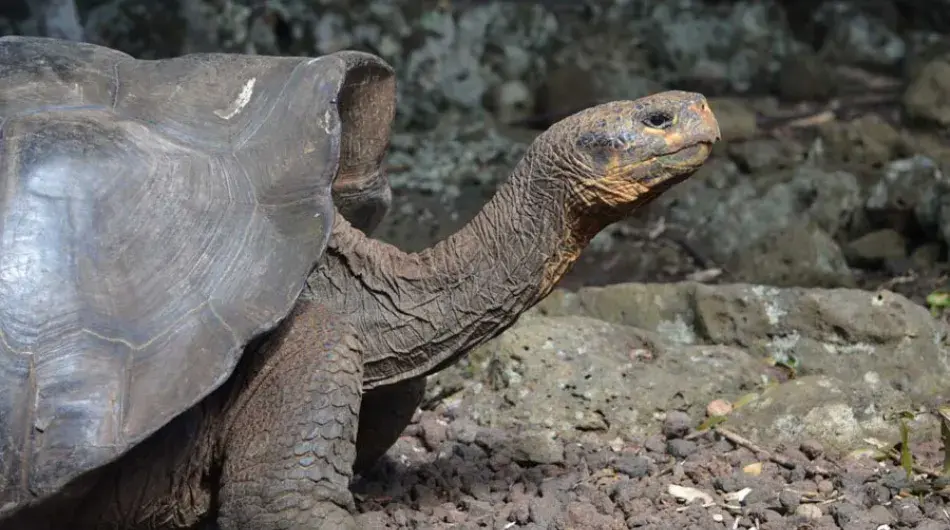 Galapagos giant turtle closeup