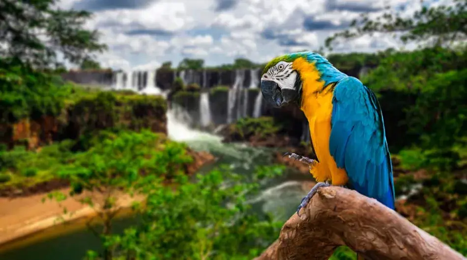 Blue and yellow macaw with iguazu falls in the background