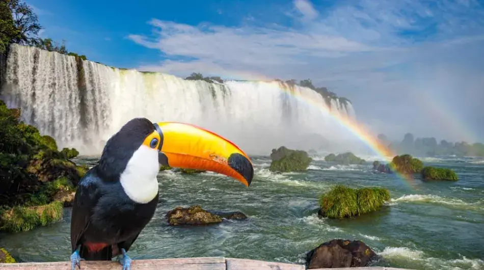 Toucan with iguazu waterfall in the background