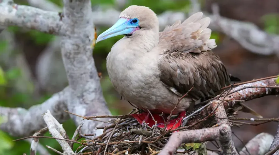 Red footed booby nesting