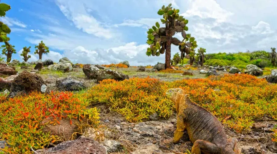 South plaza landscape Galapagos