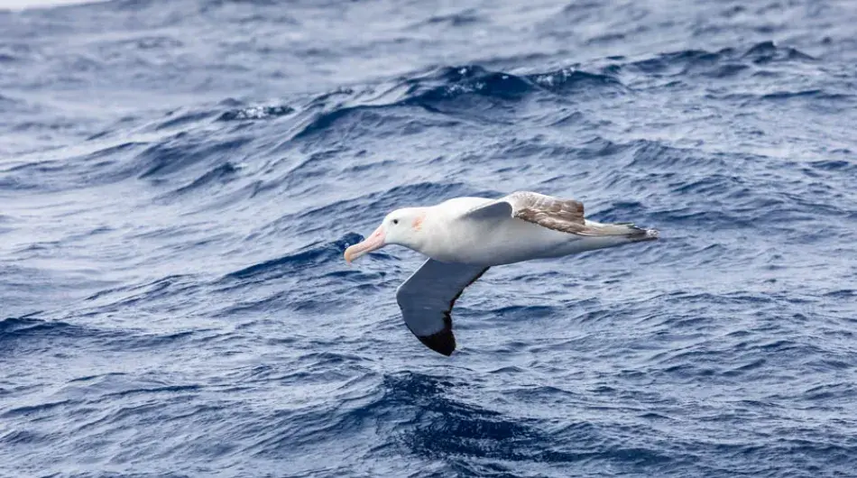 Albatros Drake Passage_1