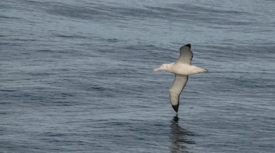 View of an Albatross Spotted flying at Sea