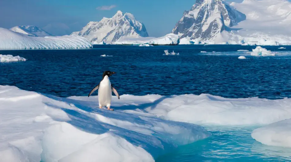 Adelie Penguin in front of a mountain scenery in Antarctica