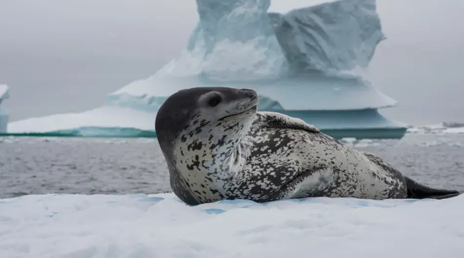 Leopard Seal on ice, Antarctica cruise 