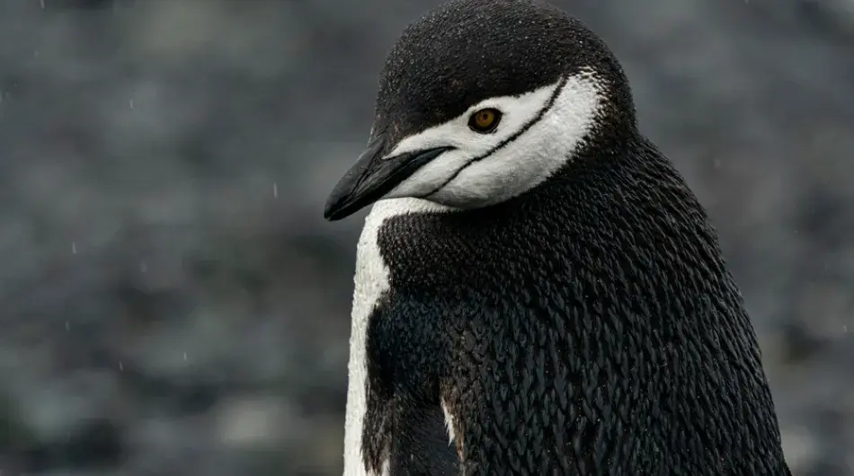 Chinstrap Penguin close-up in Antarctica