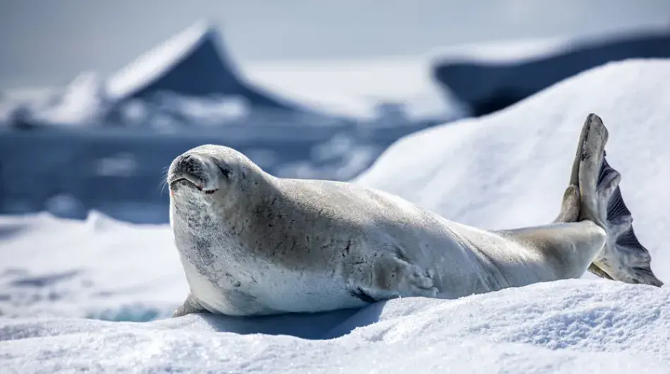 Crabeater seal on the ice in Antarctica