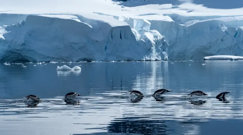 Penguins porpoising along the top of the water in Antarctica