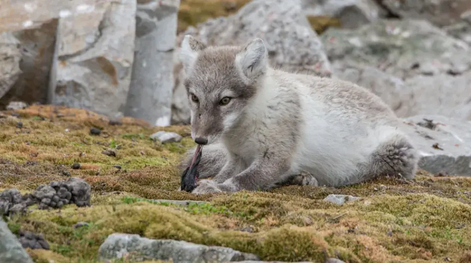 Arctic Fox