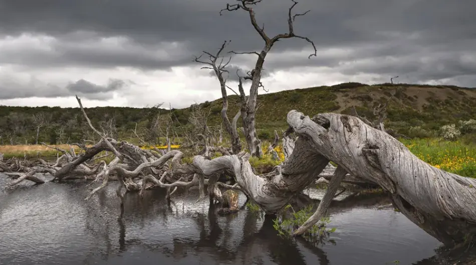 Tierra del Fuego crooked trees