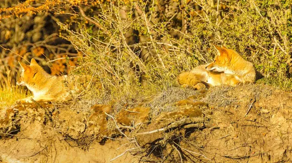 2 Foxes at Tierra del Fuego