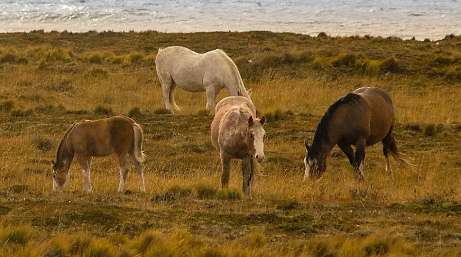 Horses at San Pablo Cape