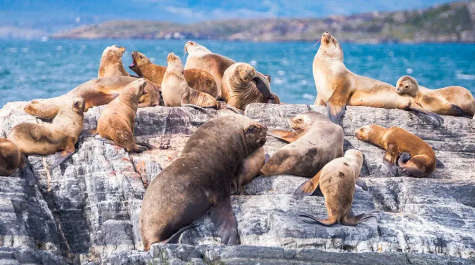 Seals on a Rock, Beagle Channel