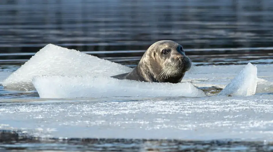 Bearded Seal