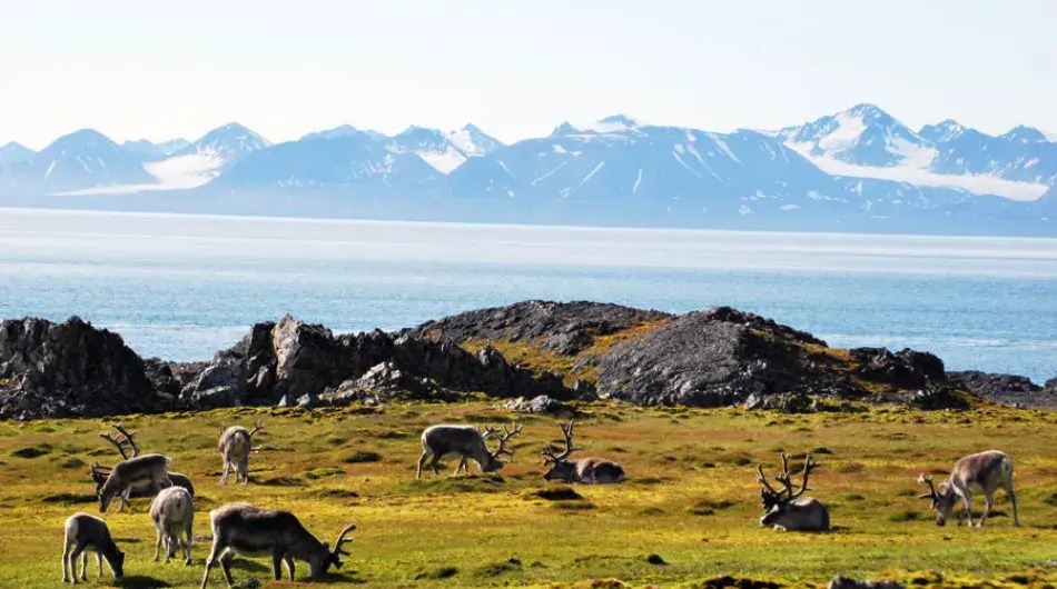 Tundra, Bellsund