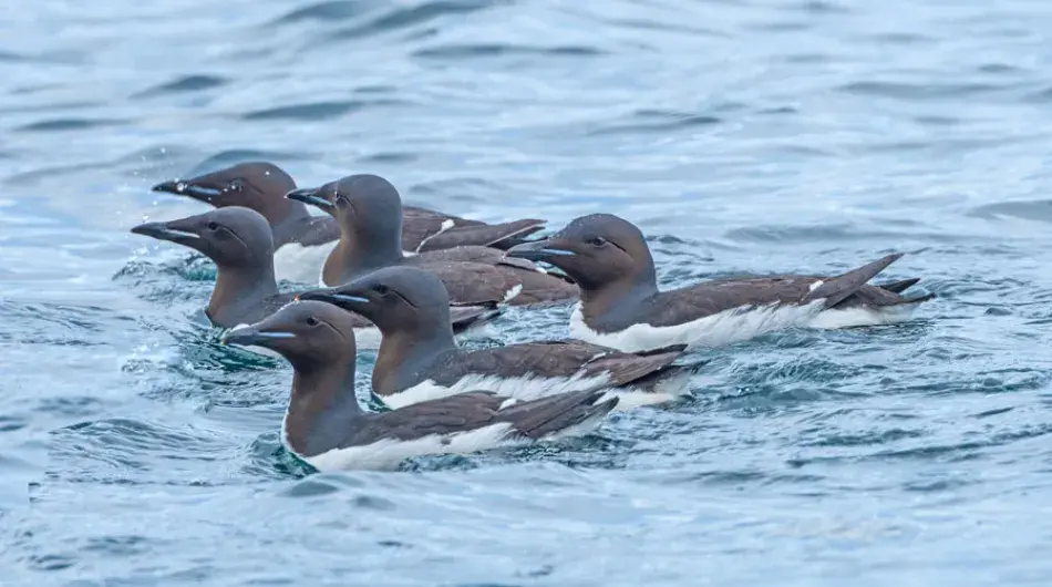 Brunnich's Guillemots