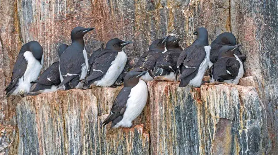 Brunnich's Guillemots