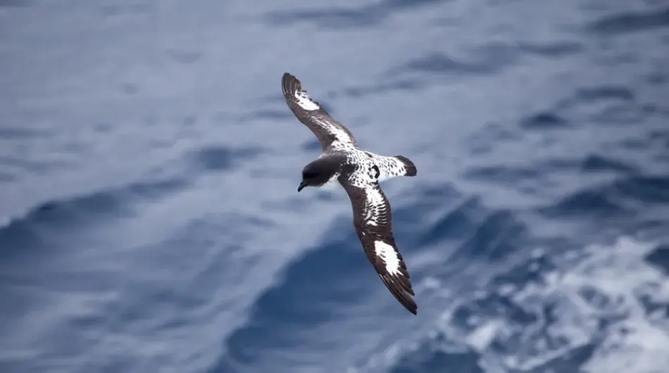 Cape Petrel flying at Sea