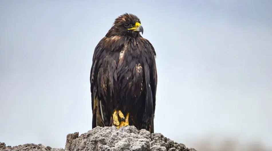 Galapagos Hawk