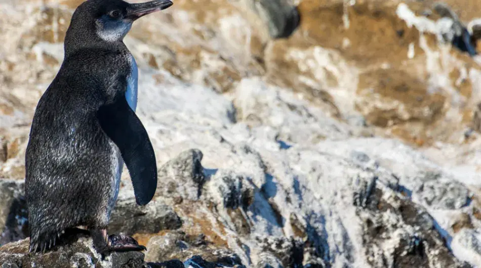 Galapagos Penguin