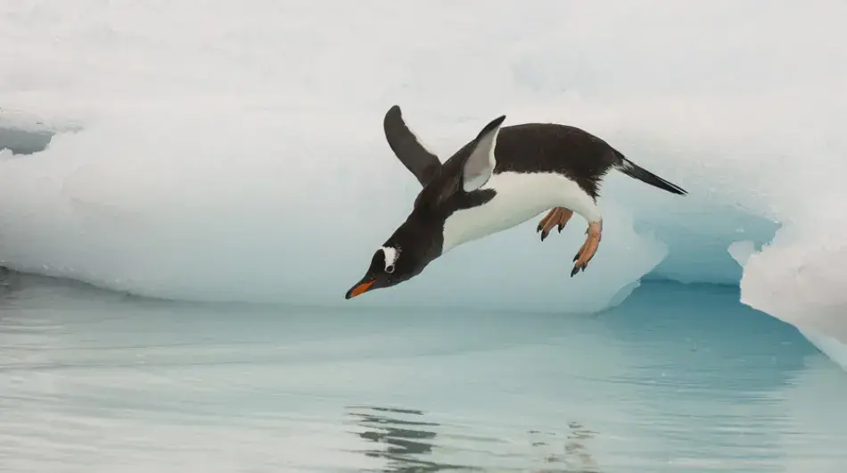 Gentoo Penguin jumping into Icy Waters