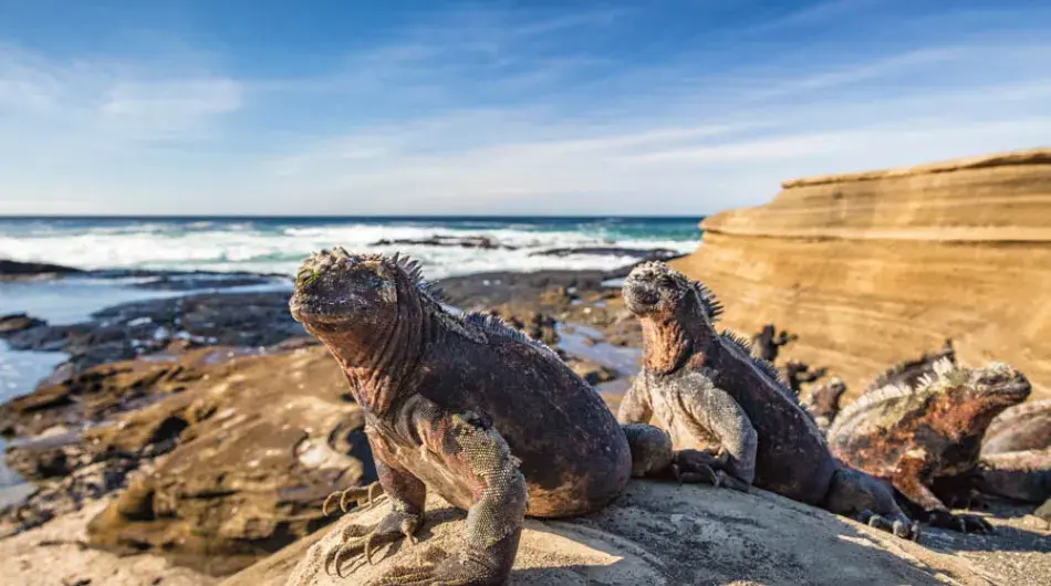 Marine Iguanas