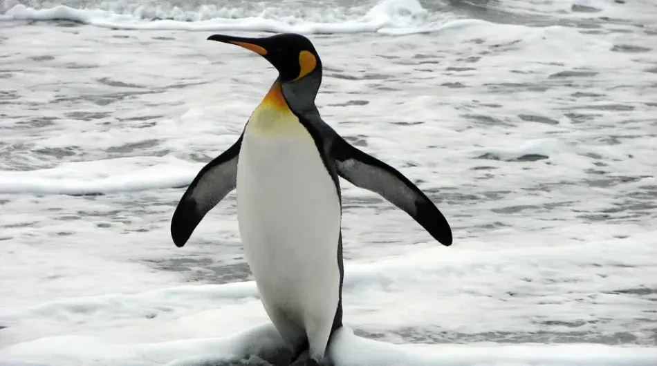 King Penguin on the Ice in Antarctica