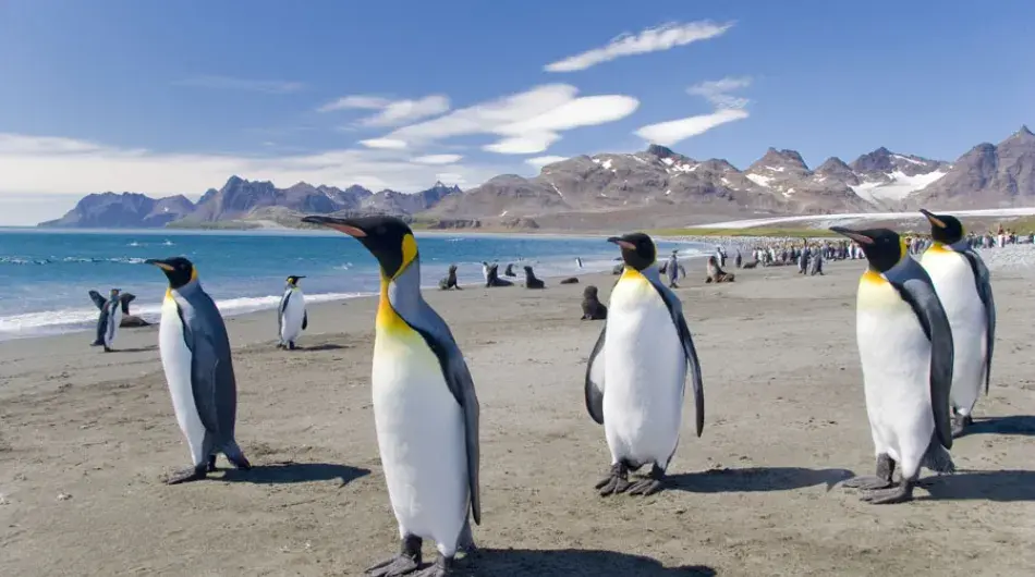 A Group of King Penguins standing on the Beach