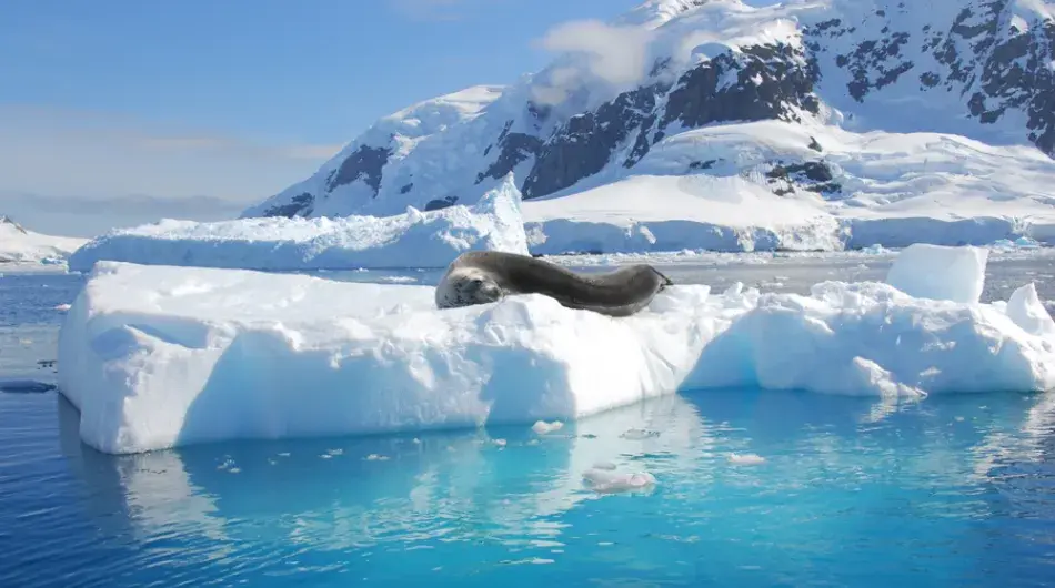 Leopard Seal lying on an Iceberg