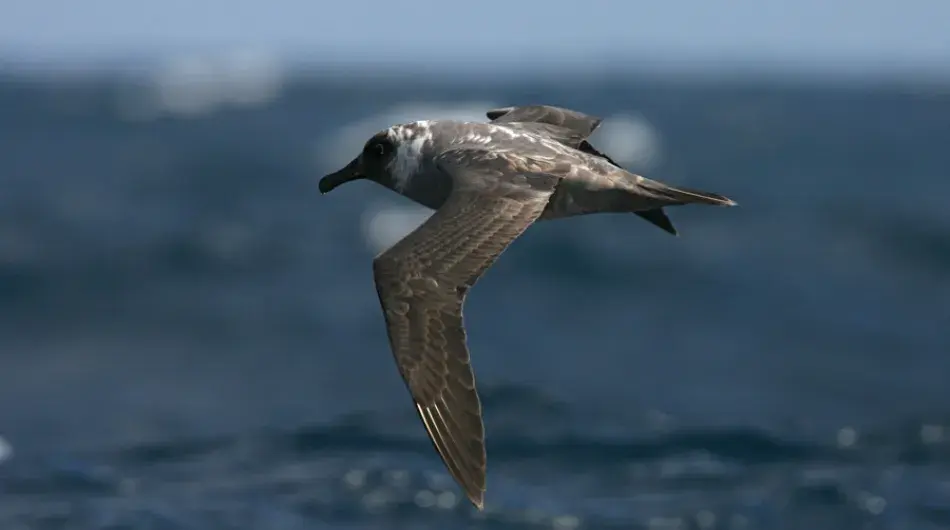 Light Mantled Albatross flying at Sea