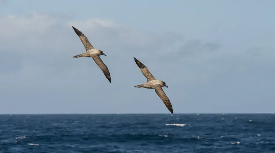 Two light Mantled Albatrosses flying at Sea
