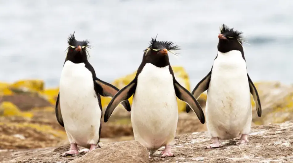 Three Penguins by the Shore, Falklands