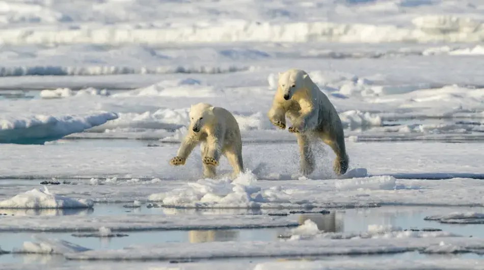 Two Polar Bears playing on the ice in Svalbard