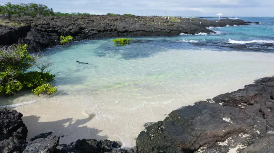 Punta Moreno, Isabela Island