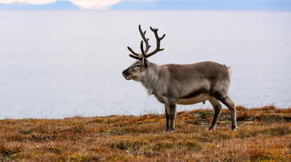Reindeer