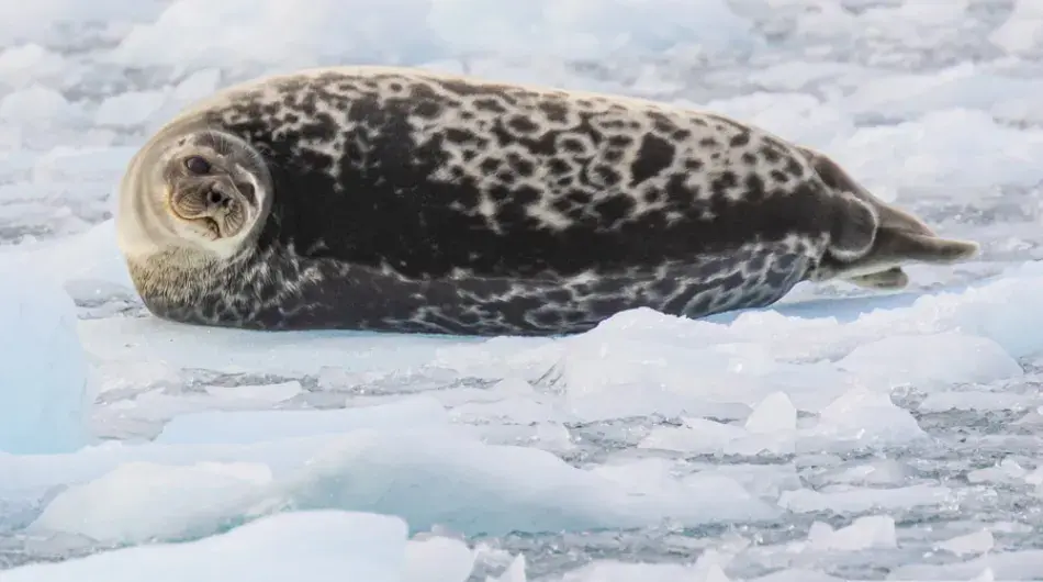 Ring Seal