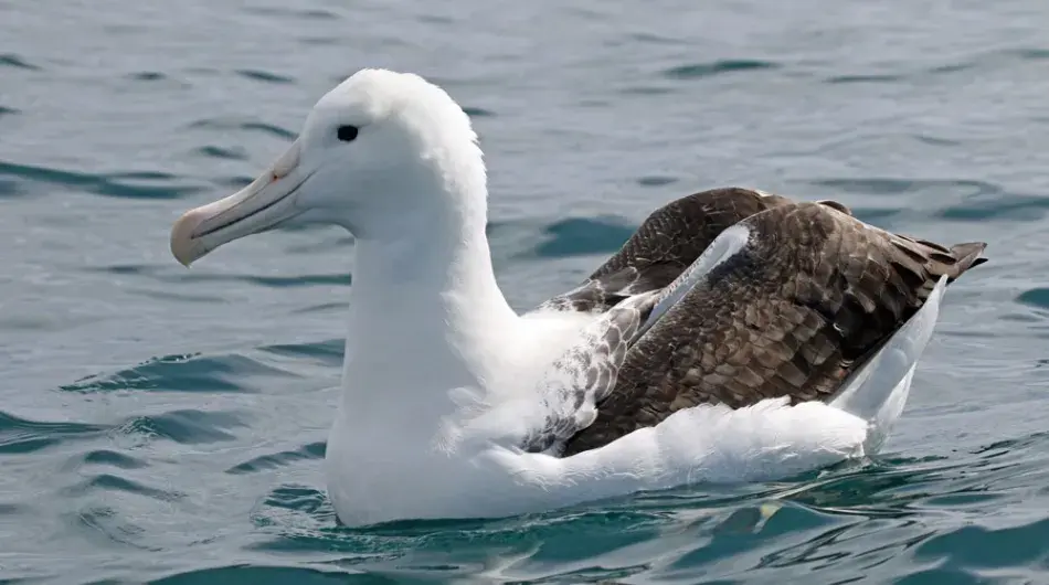 Royal Albatross swimming in the sea