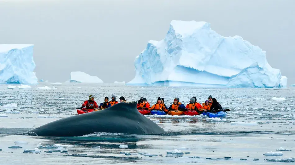 Whale surfacing near kayakers on an Antarctica cruise